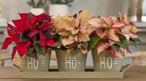 Poinsettias - credit: Stars for Europe